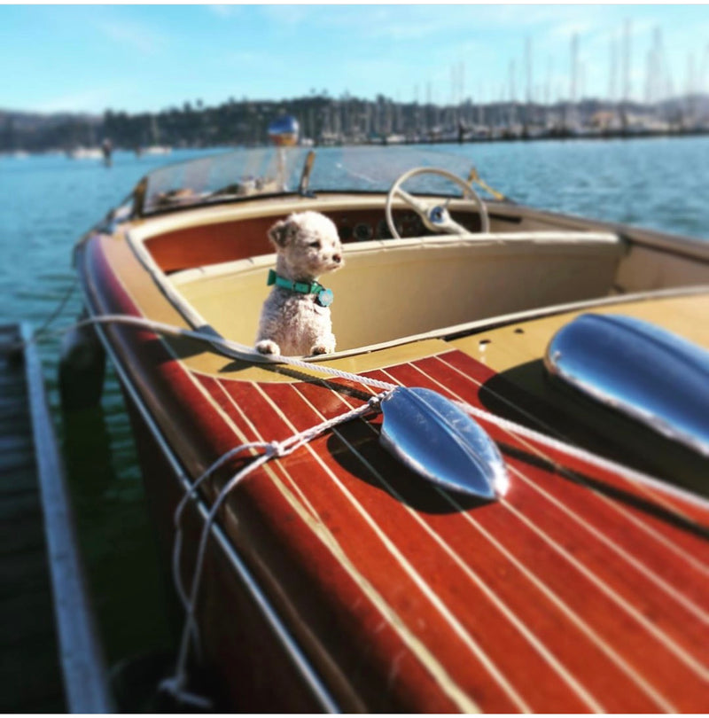 Customer photo using 