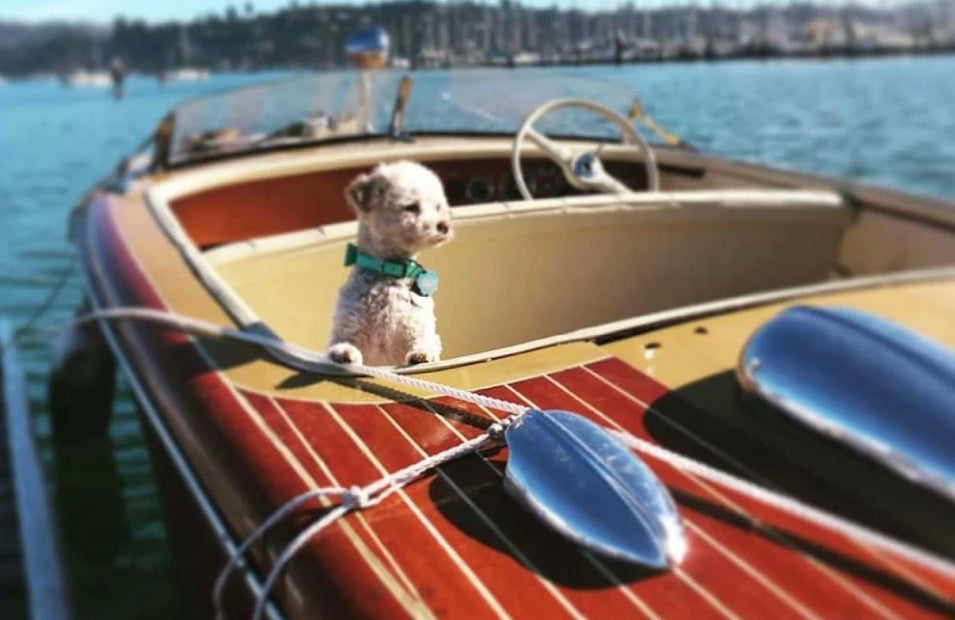 All Wood 2 Part Epoxy Glue